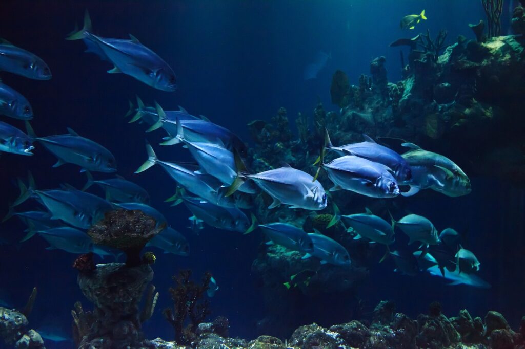 animal, aquarium, aquatic-21668.jpg