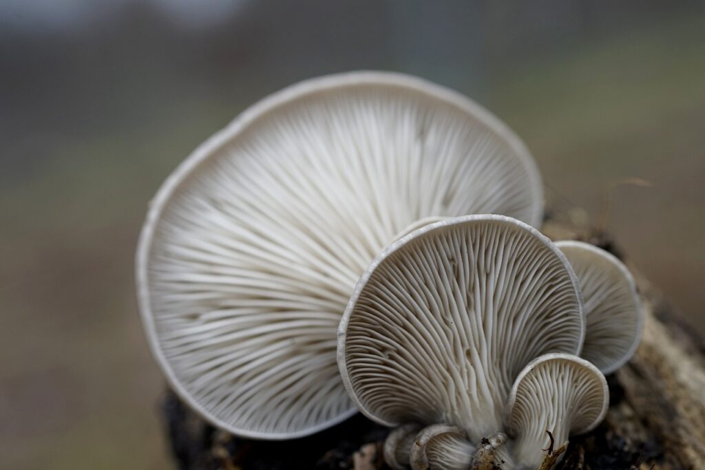 oyster mushrooms, mushrooms, winter mushrooms-7742902.jpg