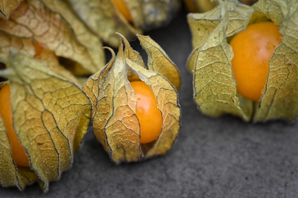 physalis, fruit, berry-4526230.jpg