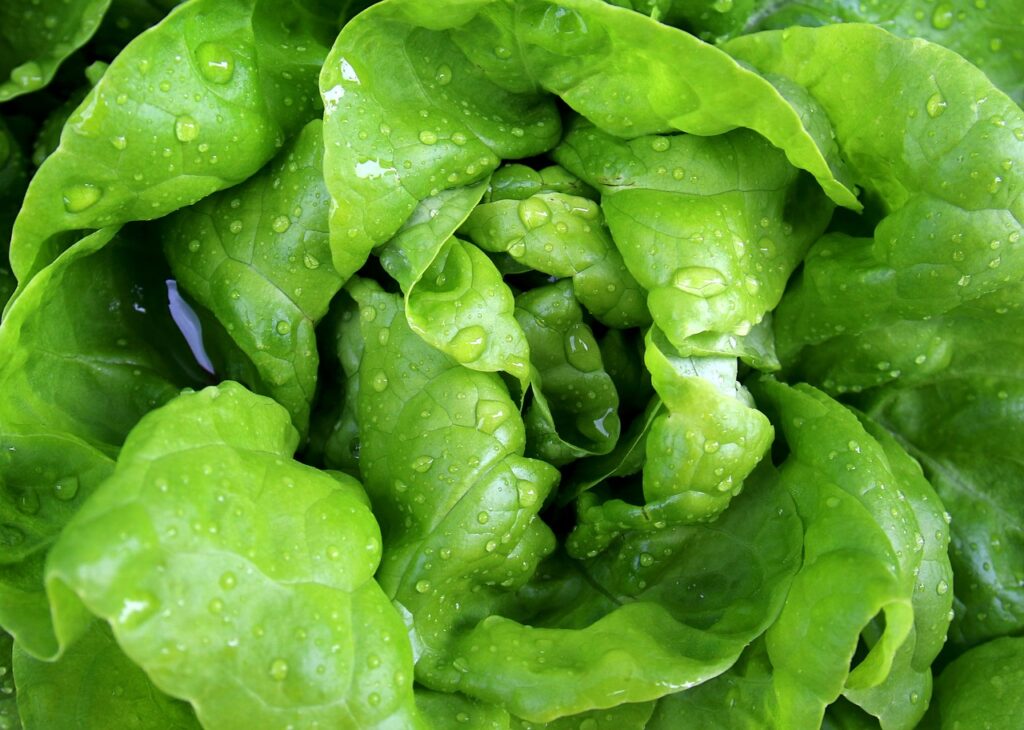 salad, leaf lettuce, lettuce-771056.jpg