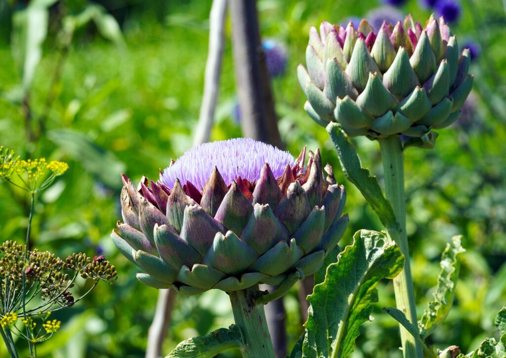 artichokes, plants, food-6485550.jpg