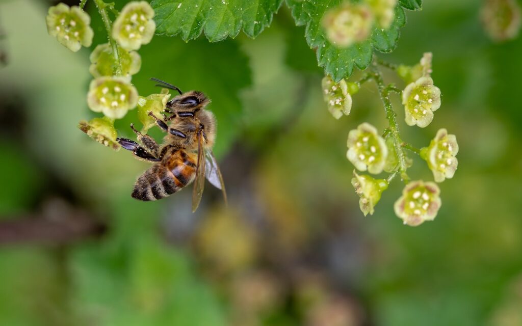 bee, flower wallpaper, insect-3360682.jpg