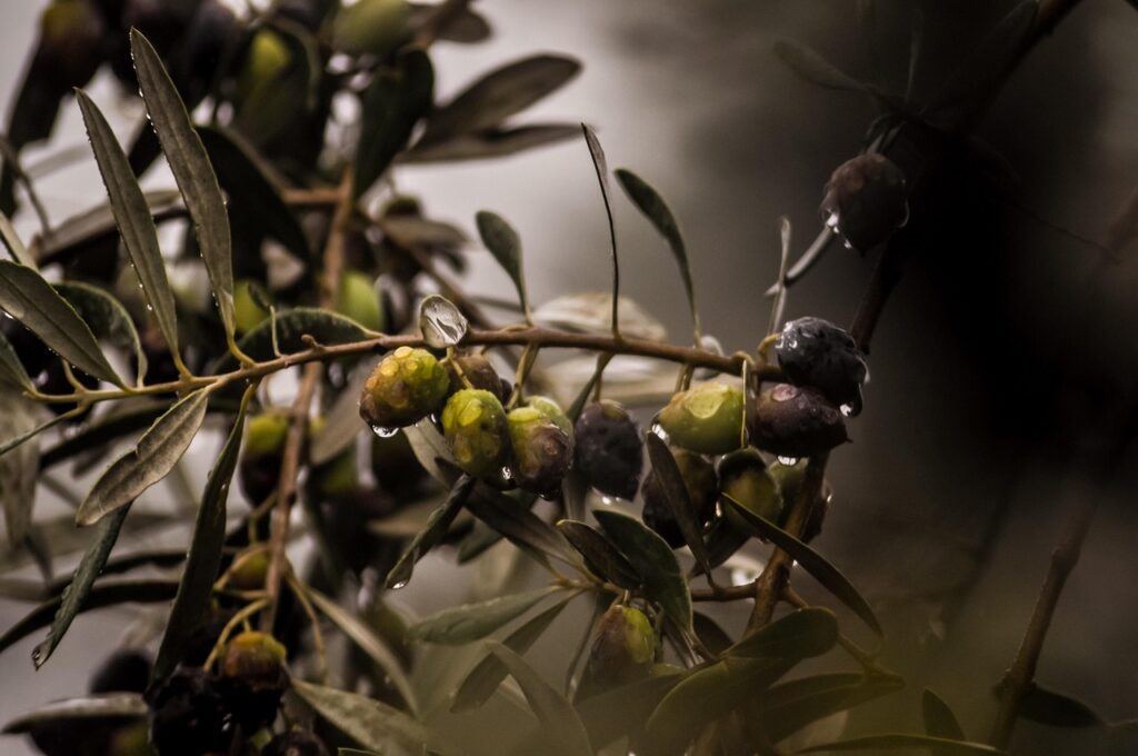 tree, organic, olives-4567293.jpg