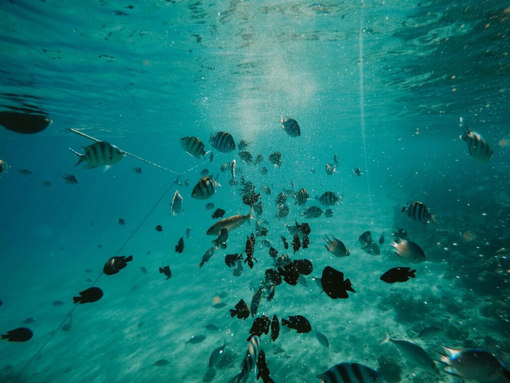 School of fish swimming in a vibrant ocean scene under sunlight.